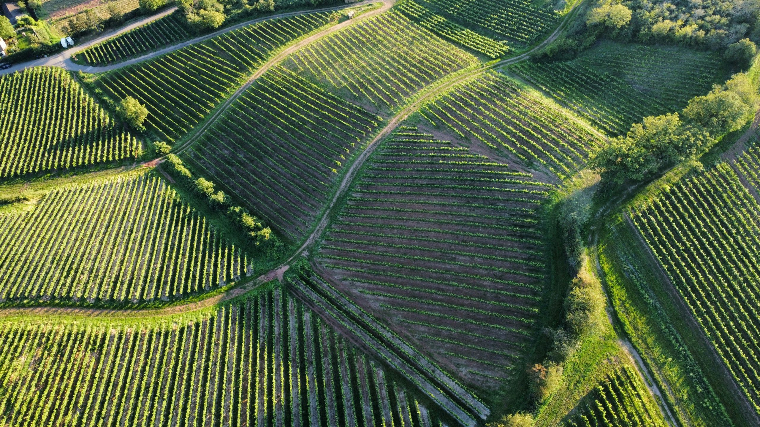 Carbon credits