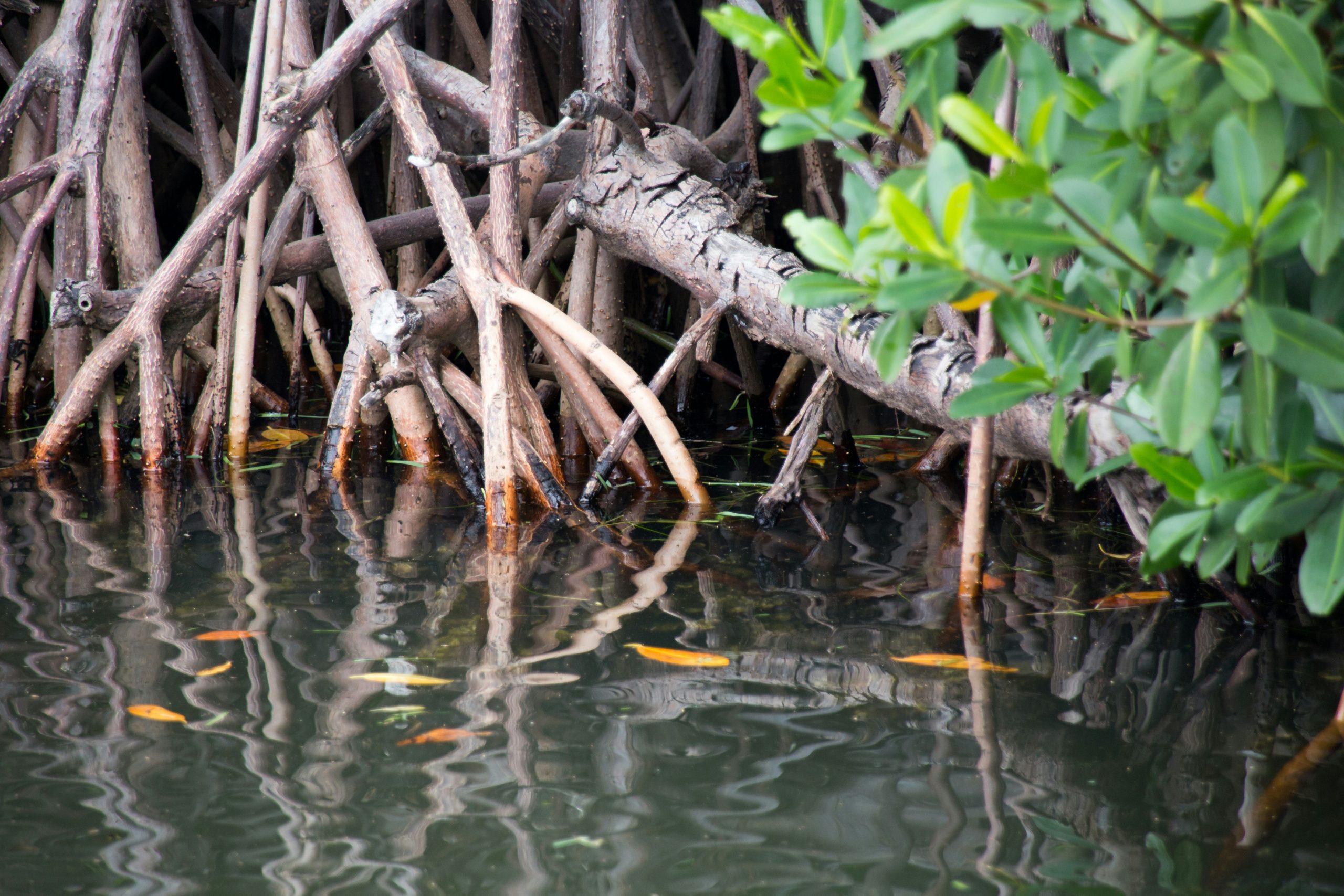 Mangroves - Removall