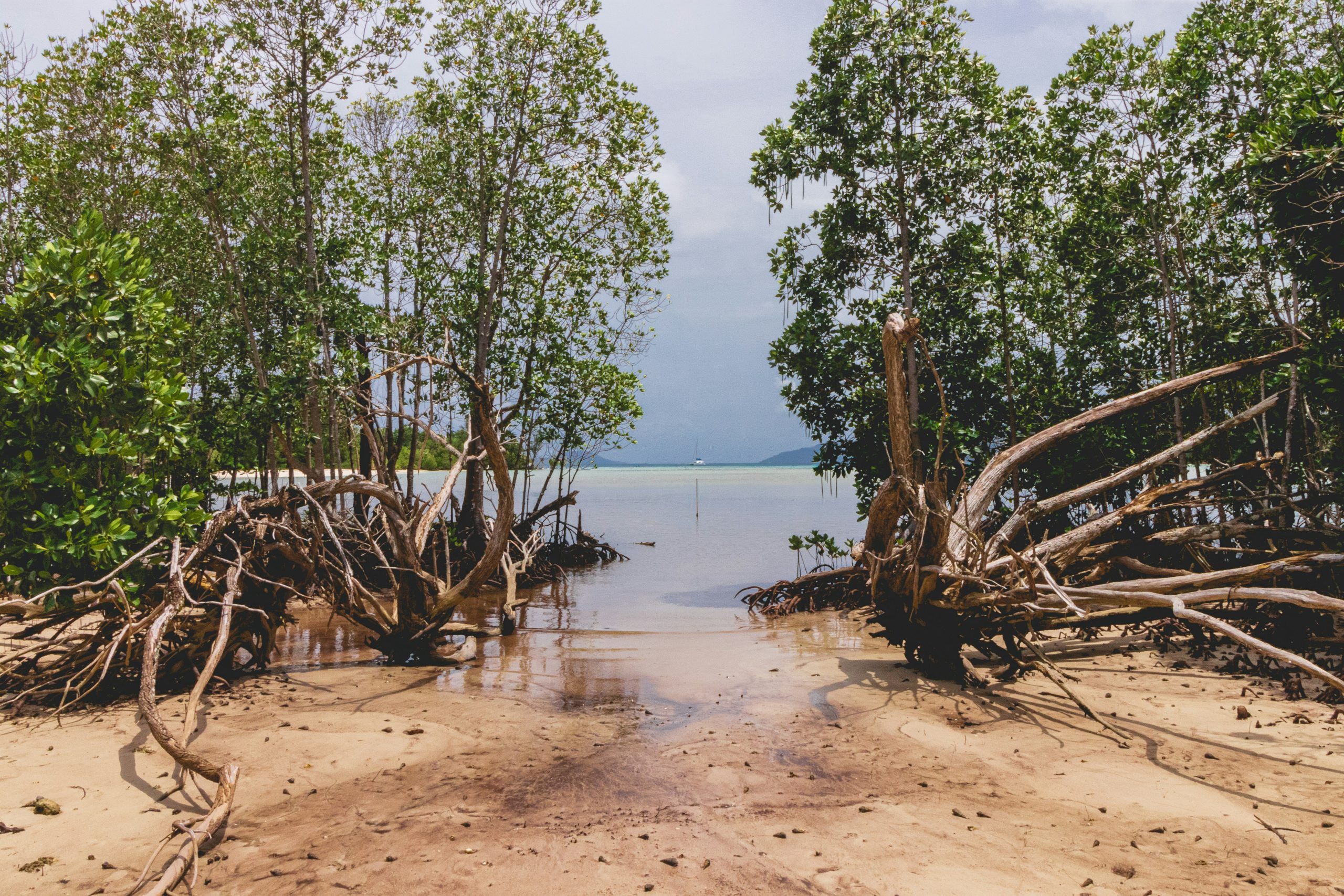 mangroves