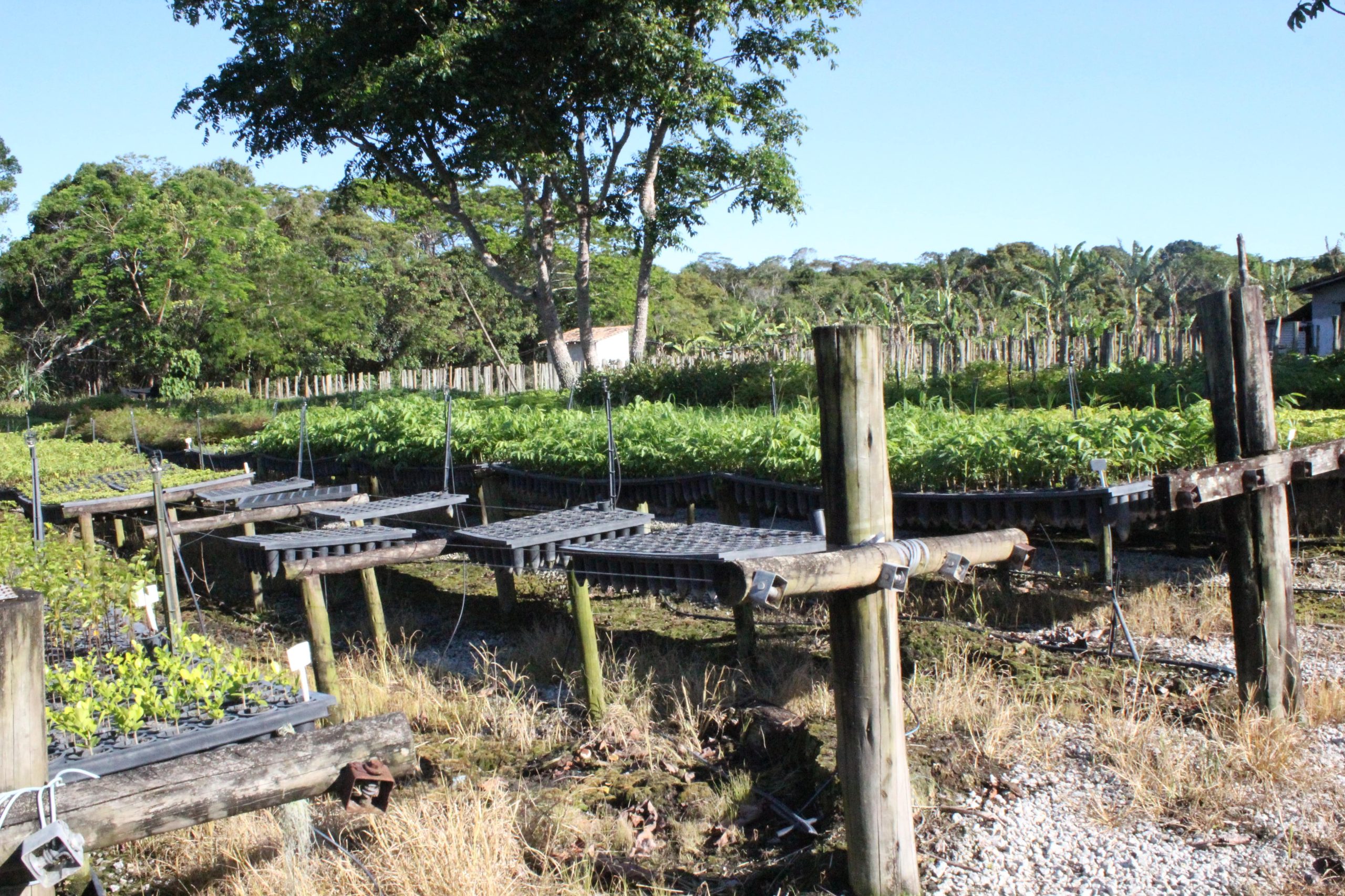High-Integrity Reforestation Carbon Projects